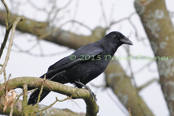 Crow, Carrion 2