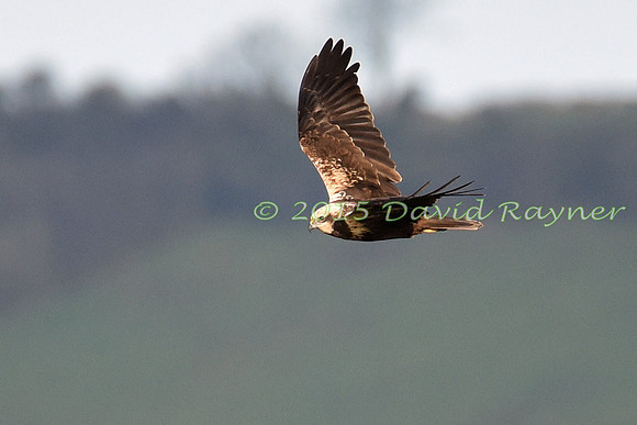 Harrier, Marsh 2