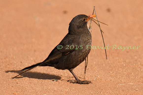 Blackbird 06