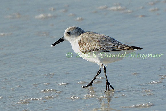 Sanderling 03