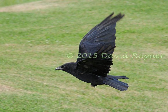 Crow, Carrion 1