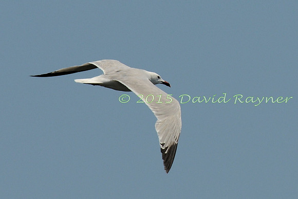 Gull, Audouin's 3