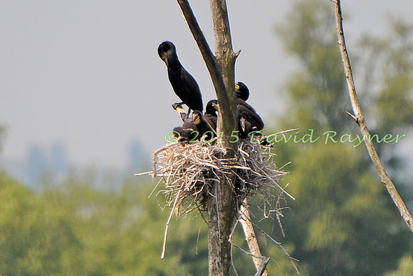 Cormorant 1