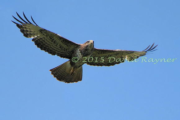 Buzzard, Common 04