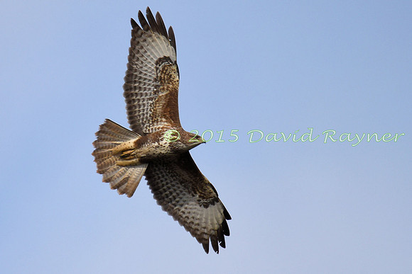 Buzzard, Common 13