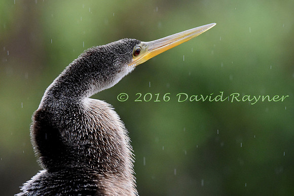 Anhinga [m]