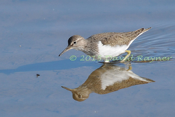 Sandpiper, Common 03