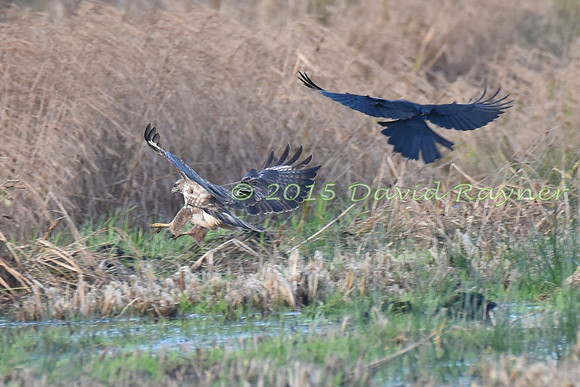 Buzzard, Common 1