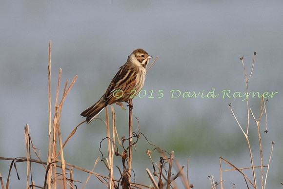 Bunting, Reed 1