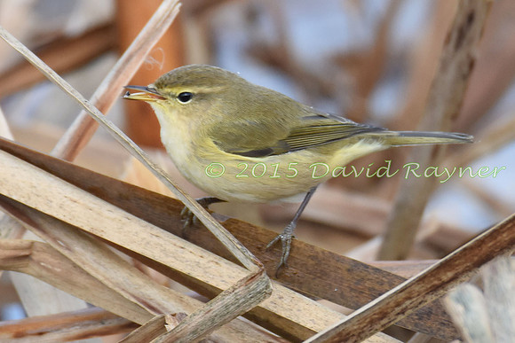 Chiffchaff 2