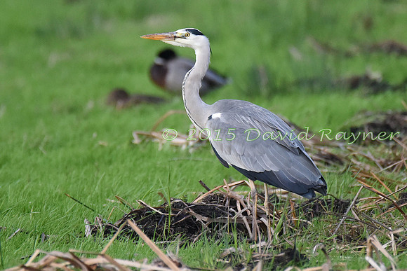 Heron, Grey 4