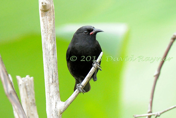 Bananaquit (St Vincent) 04