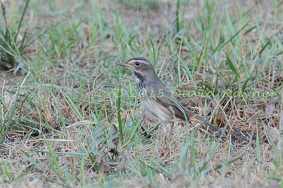 Bluethroat 3