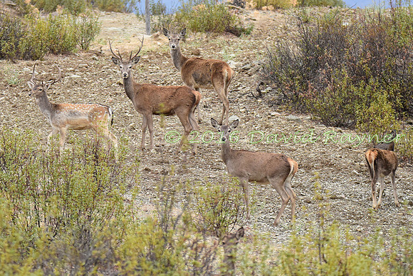 Red&Fallow Deer 13