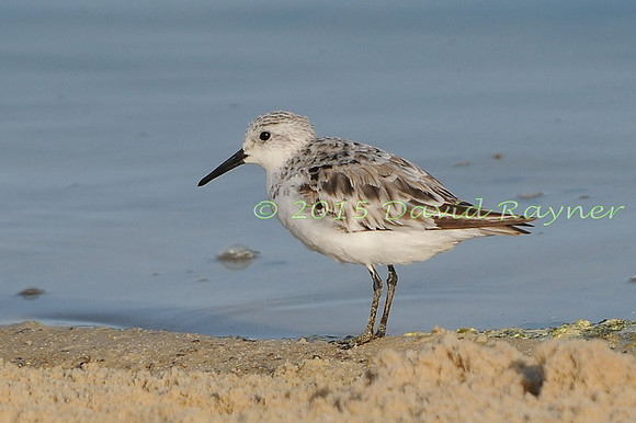 Sanderling 02