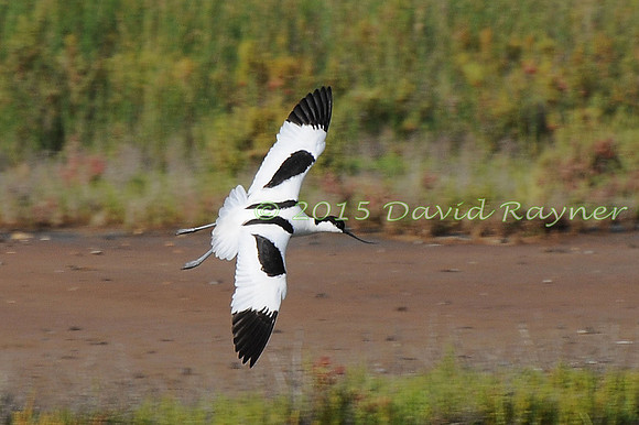 Avocet 01