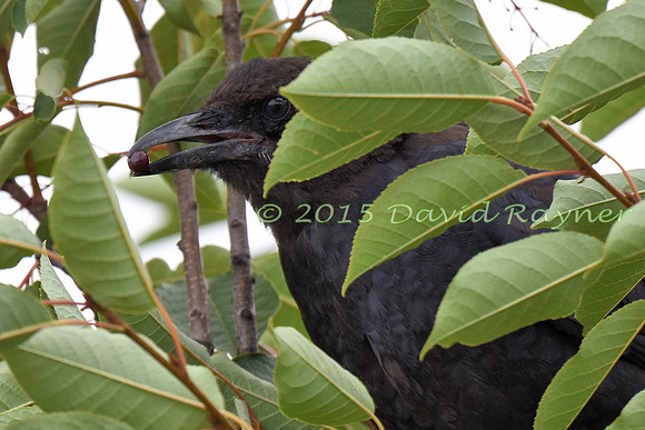 Crow, American 2