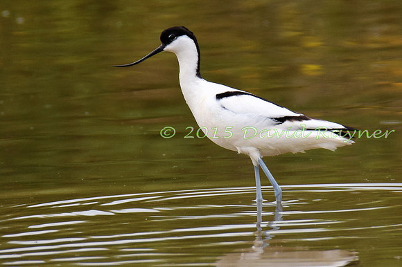 Avocet 06