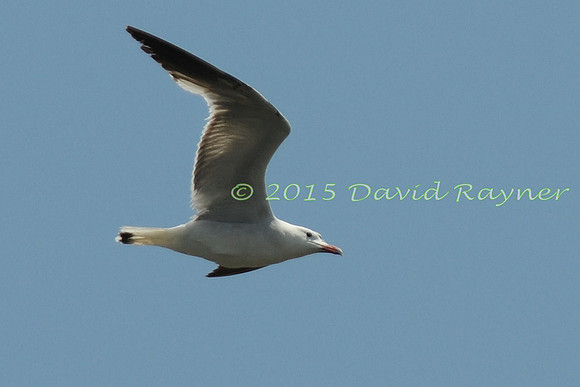 Gull, Audouin's 2