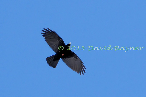 Chough, Alpine 2