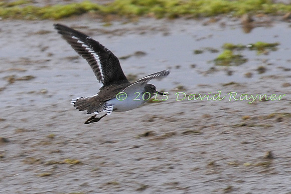 Sandpiper, Common 01