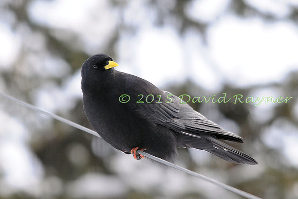 Chough, Alpine 1