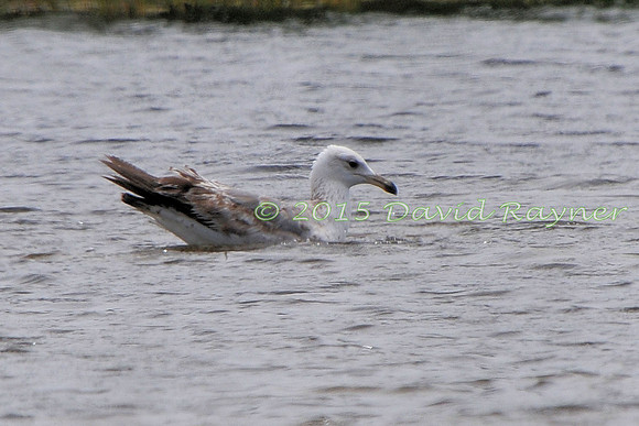 Gull, Audouin's 4