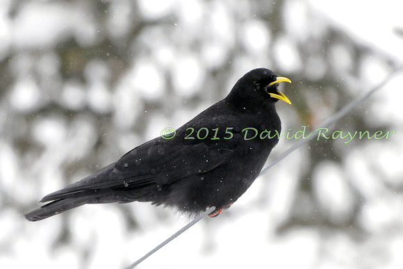 Chough, Alpine 3