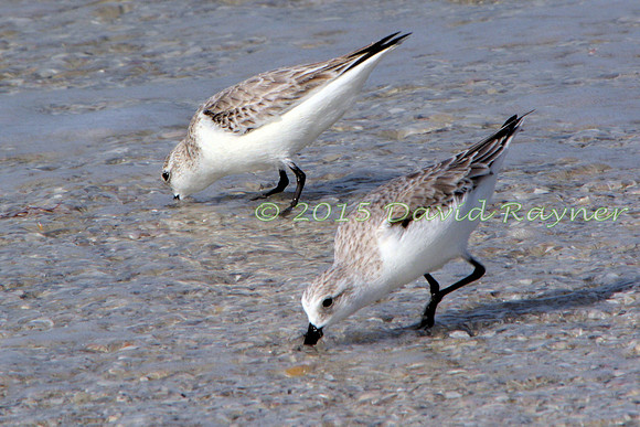 Sanderling 04
