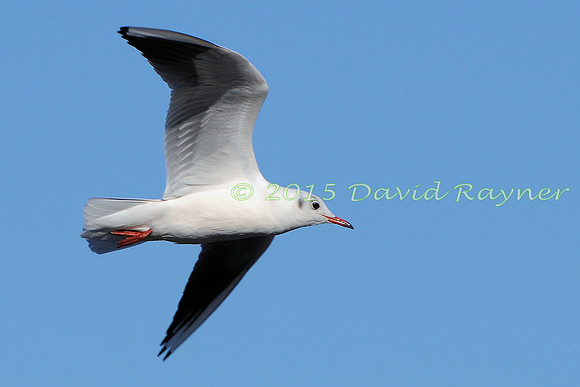 Gull, Black-headed 07