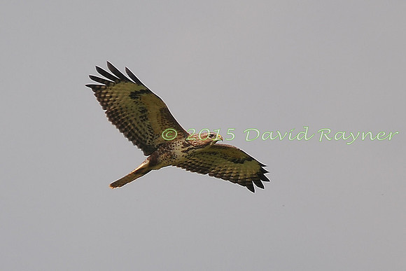 Buzzard, Common 01