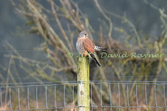 Kestrel, Common 1