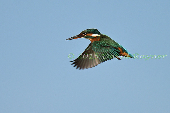 Kingfisher 1