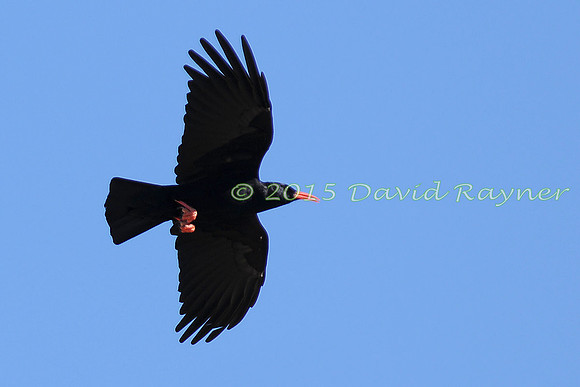 Chough 4