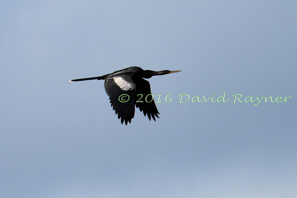 Anhinga