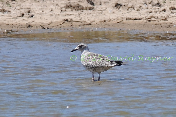 Gull, Audouin's 1
