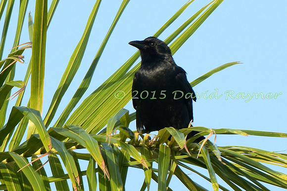 Crow, American 1