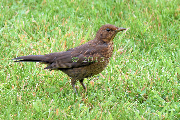 Blackbird 03