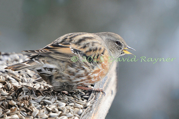 Accentor, Alpine 2