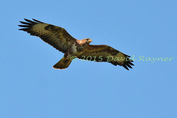 Buzzard, Common 08