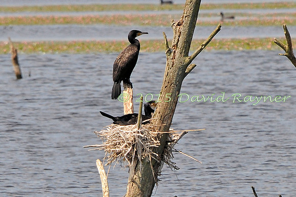 Cormorant 2