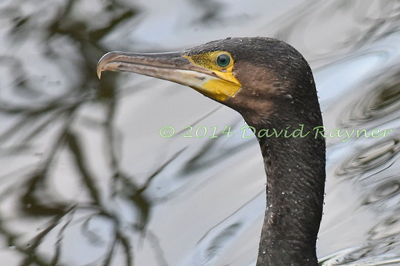 Cormorant 3