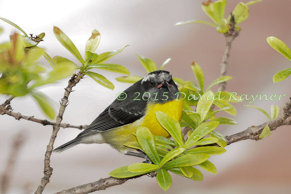 Bananaquit 01
