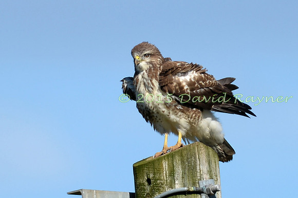 Buzzard, Common 10