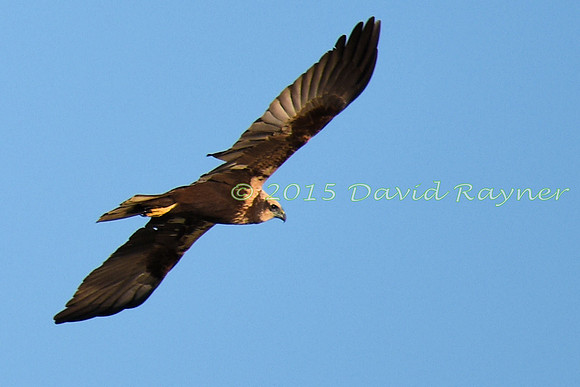 Harrier, Marsh 4