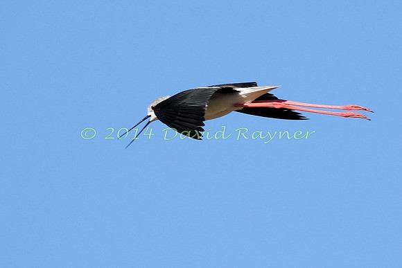 black-winged stilt (18)