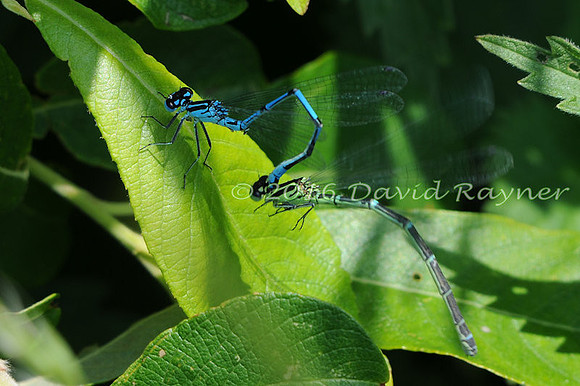 .damsel, Azure [fvg,T]