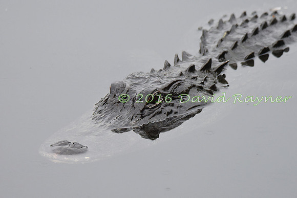 Alligator, American [04]