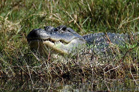 Alligator, American [08]