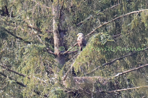 Eagle, White-tailed 1